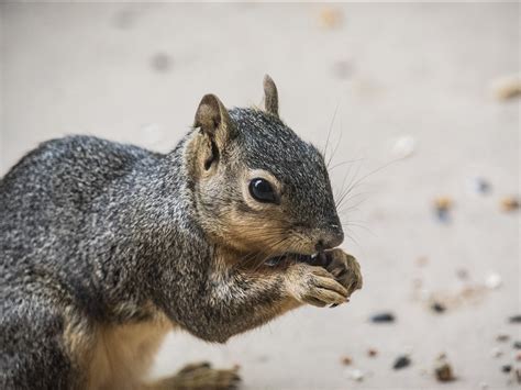 Fox Squirrel Eating Free Stock Photo - Public Domain Pictures