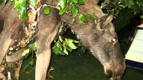 Betrunkener Elch Im Apfelbaum Drunk Moose Stuck In Apple Tree Youtube