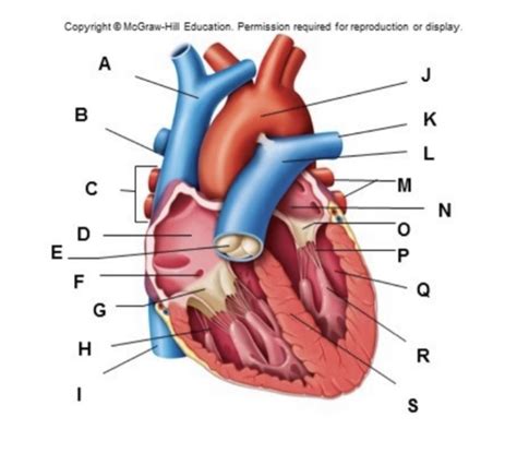 Frontal Section Of The Heart Diagram Quizlet