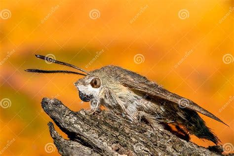 Hummingbird Hawk Moth Stock Image Image Of Flower Nectar 62692853