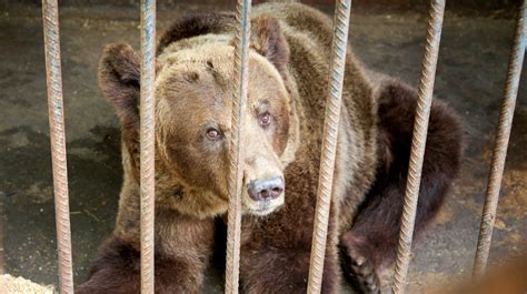 Circus Bear Goes on Rampage, Attacks Trainer in Front of Spectators - Men's Journal