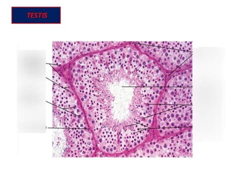 Seminiferous Tubule Histology Diagram Quizlet