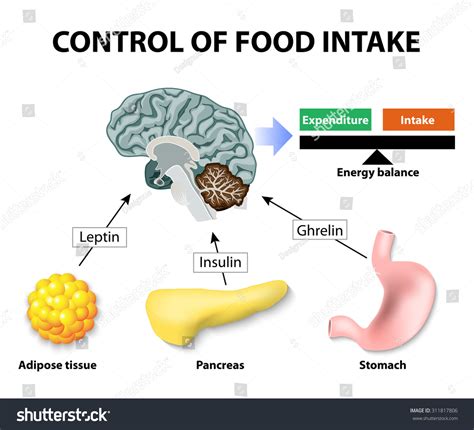 Control Food Intake Human Hormones Leptin Stock Vector Royalty Free