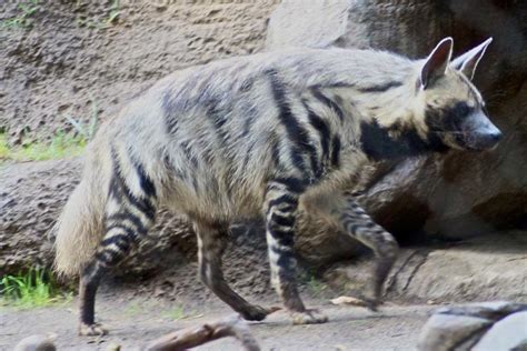 Striped Hyena - Wiki Commons - Arabian Rock Art Heritage