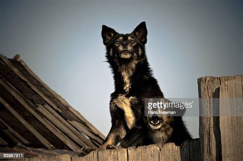 110 Junkyard Dog Stock Photos, High-Res Pictures, and Images - Getty Images