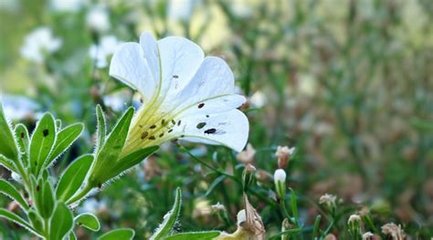 Calibrachoa A Comprehensive Guide To Planting Growing And Caring For