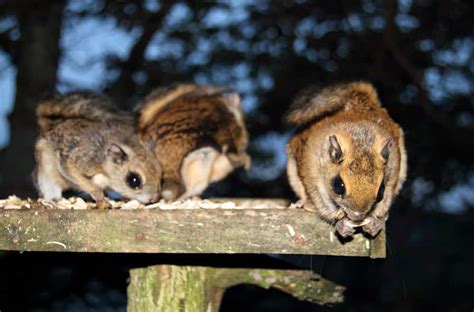 What Do Flying Squirrels Like To Eat Most