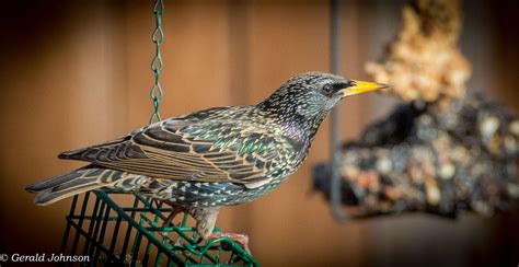 Gerrys Place Backyard Birds