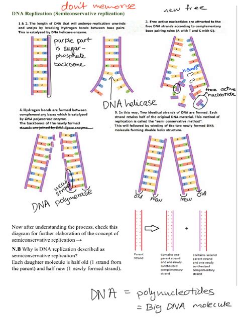 Dna Replication Protein Synthesis Genetic Code Pdf