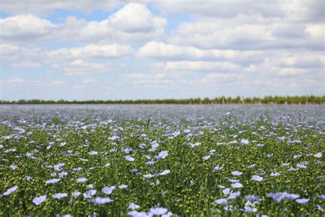 Linum 이미지 – 찾아보기 36,406 스톡 사진, 벡터 및 비디오 | Adobe Stock