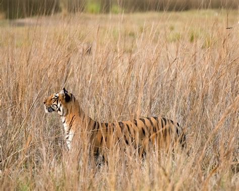 Tiger Census Report Tiger Population In Big Cats India