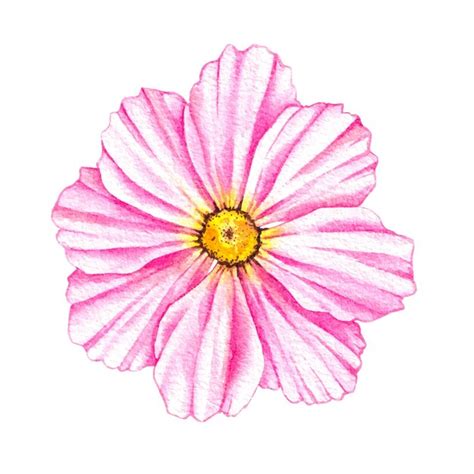 Premium Vector Cosmos Flower Isolated On White Background