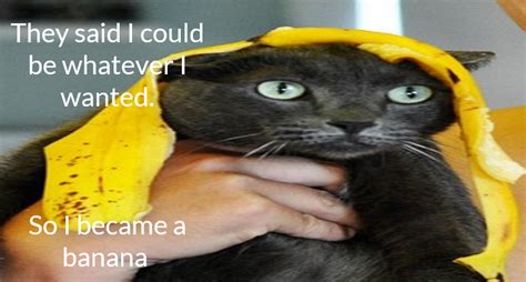 Banana cat meme by Moonlightbreeze62 on DeviantArt