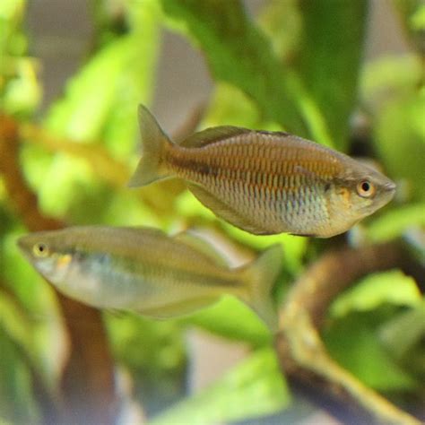 Lake Kurumoi Rainbowfish