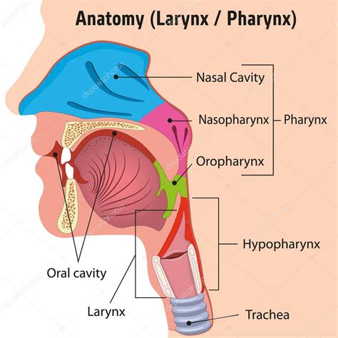 Laringe Humana Ilustración Interna Cabeza Anatomía Faringe Cerca Ideal