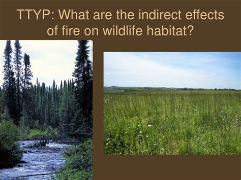 Ppt Fire Effects On Wildlife Powerpoint Presentation Free Download