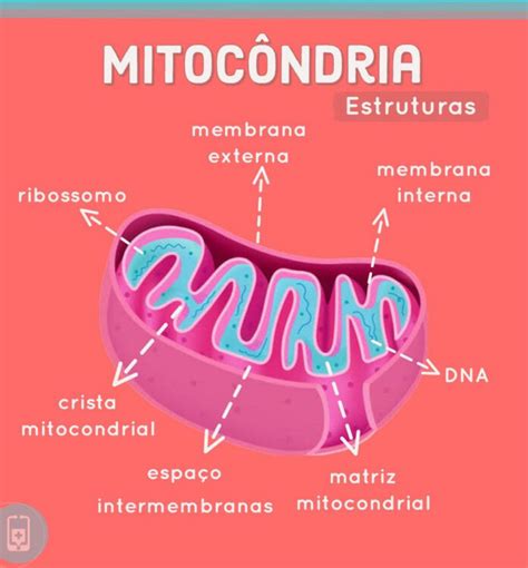 Mitocôndrias A Importância Das usinas De Energia Das Células