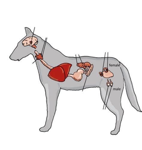 Diagram Of Animal Endocrine System Quizlet