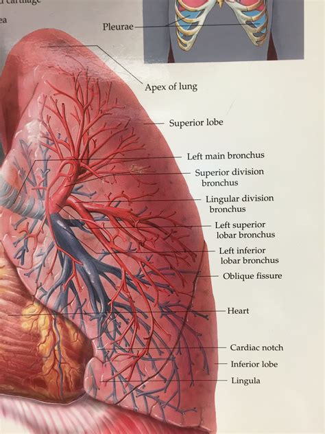 Pin by Angie Wiltse on Anatomy & Physiology | Apex of lung, Oblique ...