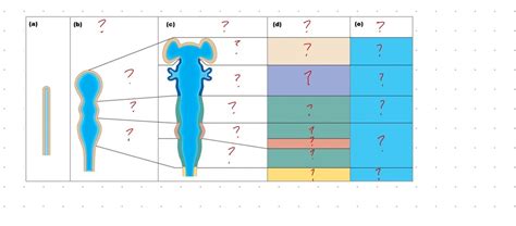 brain divisions Diagram | Quizlet