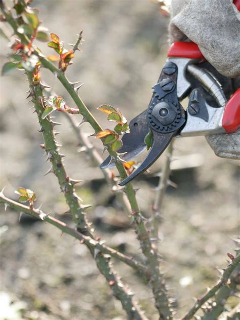 Lavendel Snoeien Hoe Welk Deel En Wanneer Vtwonen