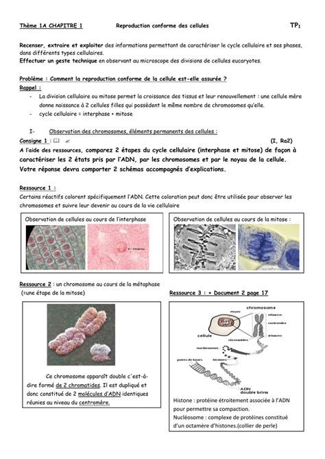 Th Me A Chapitre Reproduction Conforme Des Cellules Tp