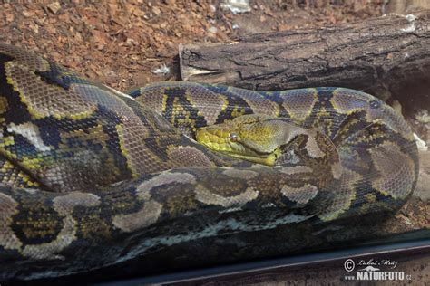 Reticulated Python Photos Reticulated Python Images Nature Wildlife