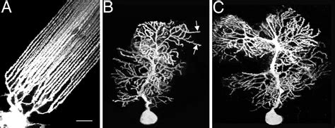 Organization Of Spines On The Dendrites Of Purkinje Cells Pnas