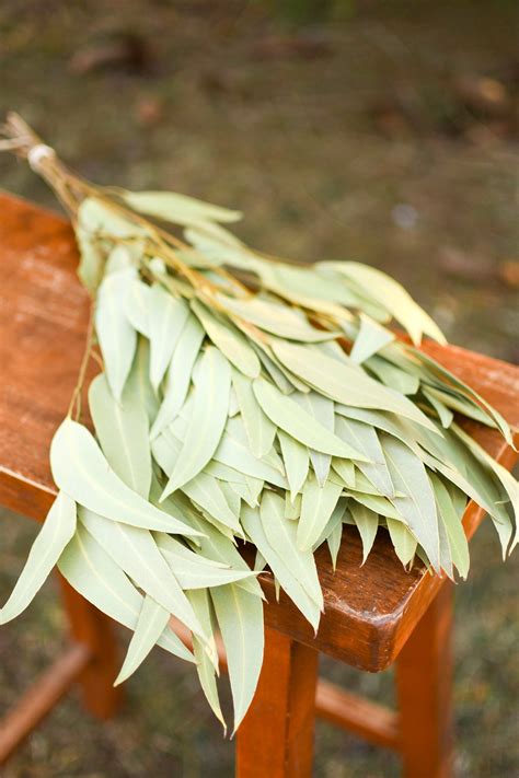 Dried Large Leaf Willow Eucalyptus Dried Eucalyptus For Etsy