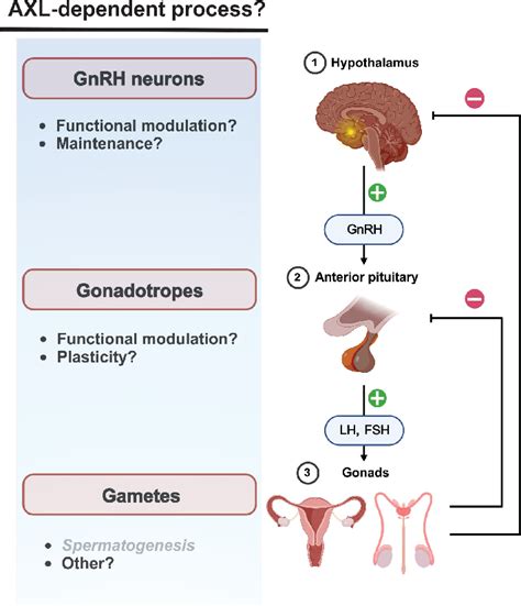 Axl Gas Signaling Mechanisms In The Hypothalamic Pituitary Gonadal