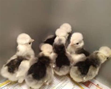 White Crested Black Polish bantam chicks. Setter Land Farm. Kevin Lay | White crested black ...