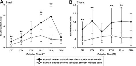 Circadian Expression Of Bmal And Clock Genes At Mrna Levels In Primary