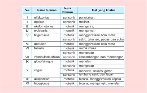 12 Saraf Kranial Dan Fungsinya Titip Tuntut