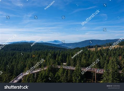 tree canopy walk treetop walkway footbridge stock photo