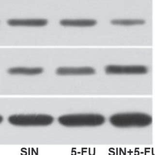 Sin And Fu Alone Or Combined Induce Apoptosis In Lovo Cells Through