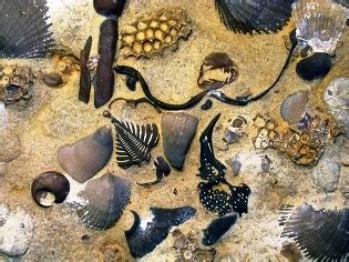 Ordovician or explosion of life — Astronoo