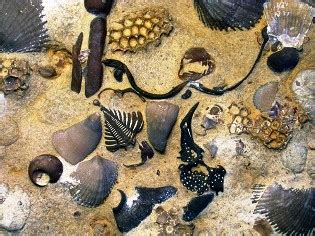 Ordovician or explosion of life: Understanding our Universe