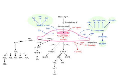 Biosynthesis of eicosanoids and specialized pro-resolving mediators | Download Scientific Diagram