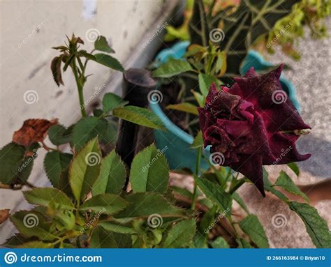 Anthophyta Beautiful Plant Leaves In Pots Stock Photo Image Of