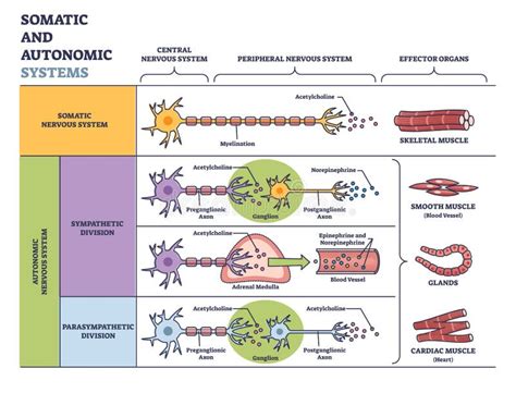 Somatic Vs Autonomic Nervous System In Detailed Division Outline