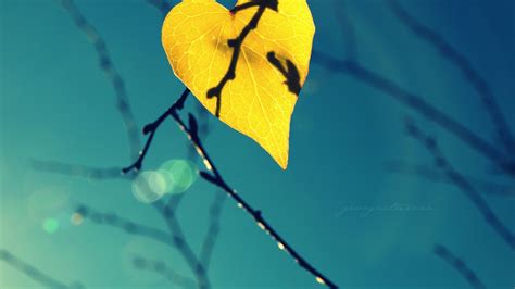 Wallpaper Sunlight Leaves Water Nature Reflection Branch Green