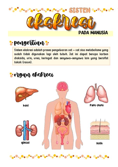 SOLUTION Catatan Biologi Sistem Ekskresi Pada Manusia Studypool