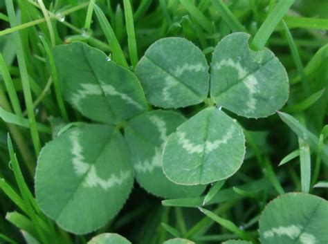 White Clover, identify and control this lawn weed