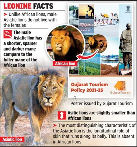 Asiatic Lion And African Lion Differences