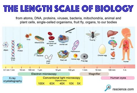 Size Matters - The Scale of Biology – Examples and Fun Facts