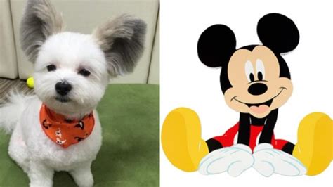 Punya Telinga Mirip Mickey Mouse Anjing Di Jepang Ini Miliki Banyak