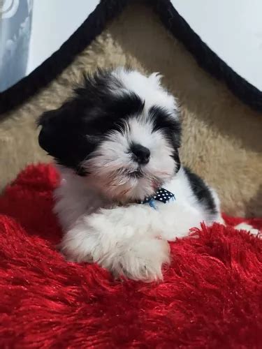 Lindo Filhote De Shih Tzu Macho Parcelamento Sem Juros