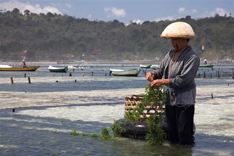 Seaweed Farms Nusa Lembongan Wak Laba