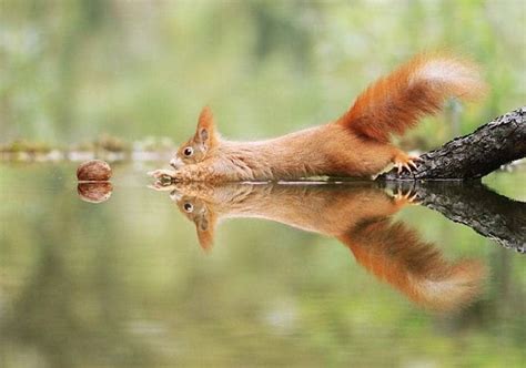 Adorably Whimsical Wildlife Photos By Photographer Julian Rad