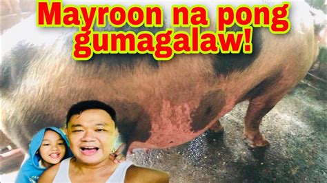 Kailan Gagalaw Ang Biik Sa Loob Ng Inahing Baboy Quickening Observed